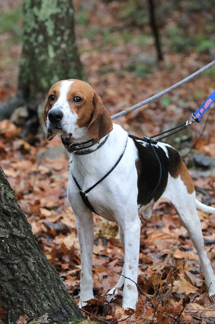 Treeing walker coonhound store adoption