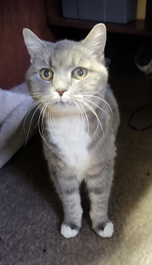 Millie, an adoptable Tabby in Incline Village, NV, 89450 | Photo Image 1