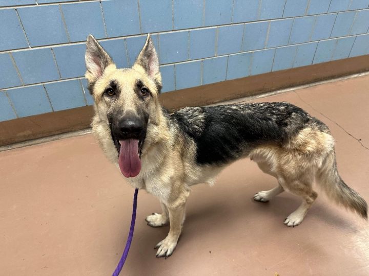 Rocky 24’ , an adoptable German Shepherd Dog in Chicago, IL_image-2