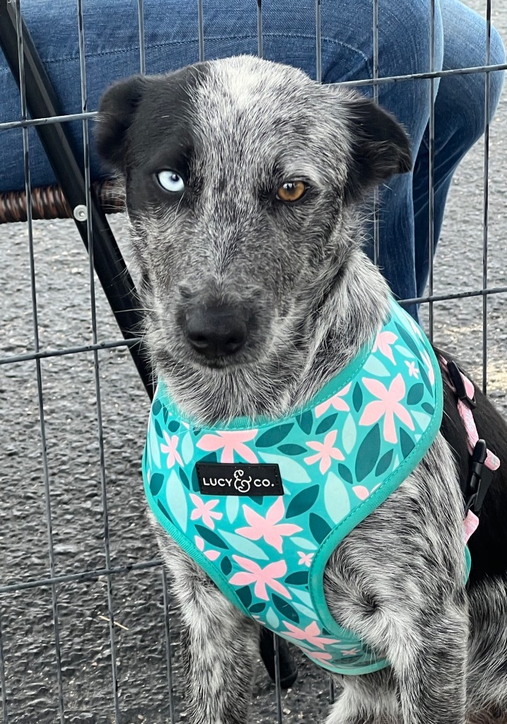 Tiara, an adoptable Australian Cattle Dog / Blue Heeler, Mixed Breed in Junction, TX, 76849 | Photo Image 1