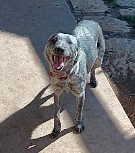 Tiara, an adoptable Australian Cattle Dog / Blue Heeler, Mixed Breed in Junction, TX, 76849 | Photo Image 2