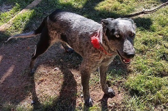 Tiara, an adoptable Australian Cattle Dog / Blue Heeler, Mixed Breed in Junction, TX, 76849 | Photo Image 3