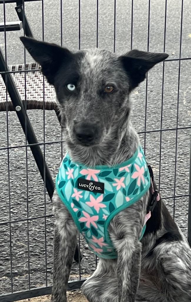 Tiara, an adoptable Australian Cattle Dog / Blue Heeler, Mixed Breed in Junction, TX, 76849 | Photo Image 4