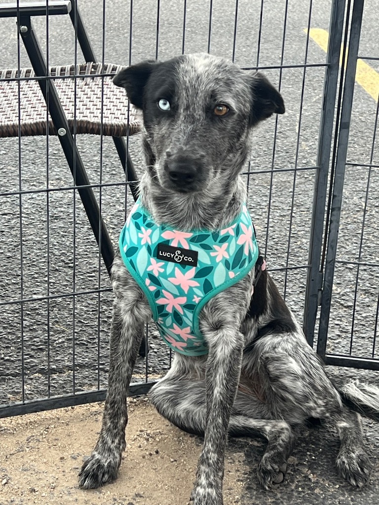 Tiara, an adoptable Australian Cattle Dog / Blue Heeler, Mixed Breed in Junction, TX, 76849 | Photo Image 5