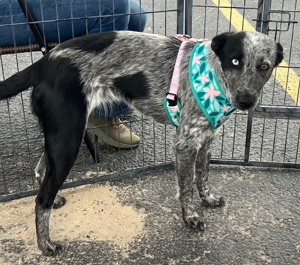 Tiara, an adoptable Australian Cattle Dog / Blue Heeler, Mixed Breed in Junction, TX, 76849 | Photo Image 6