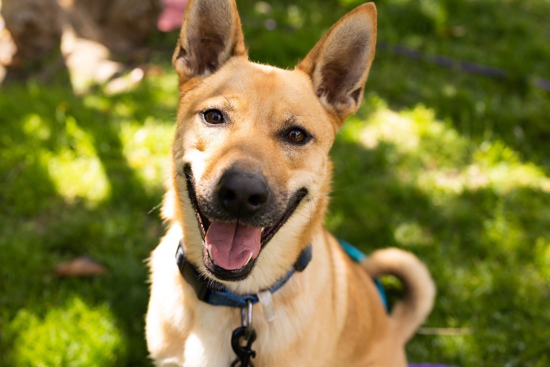 Shiba inu 2024 shepherd mix