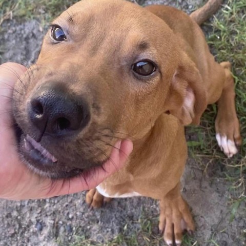 Emmet, an adoptable Redbone Coonhound in Bailey, NC, 27807 | Photo Image 1