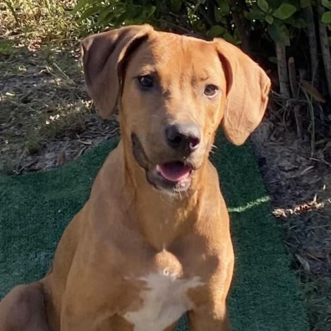 Emmet, an adoptable Redbone Coonhound in Bailey, NC, 27807 | Photo Image 3