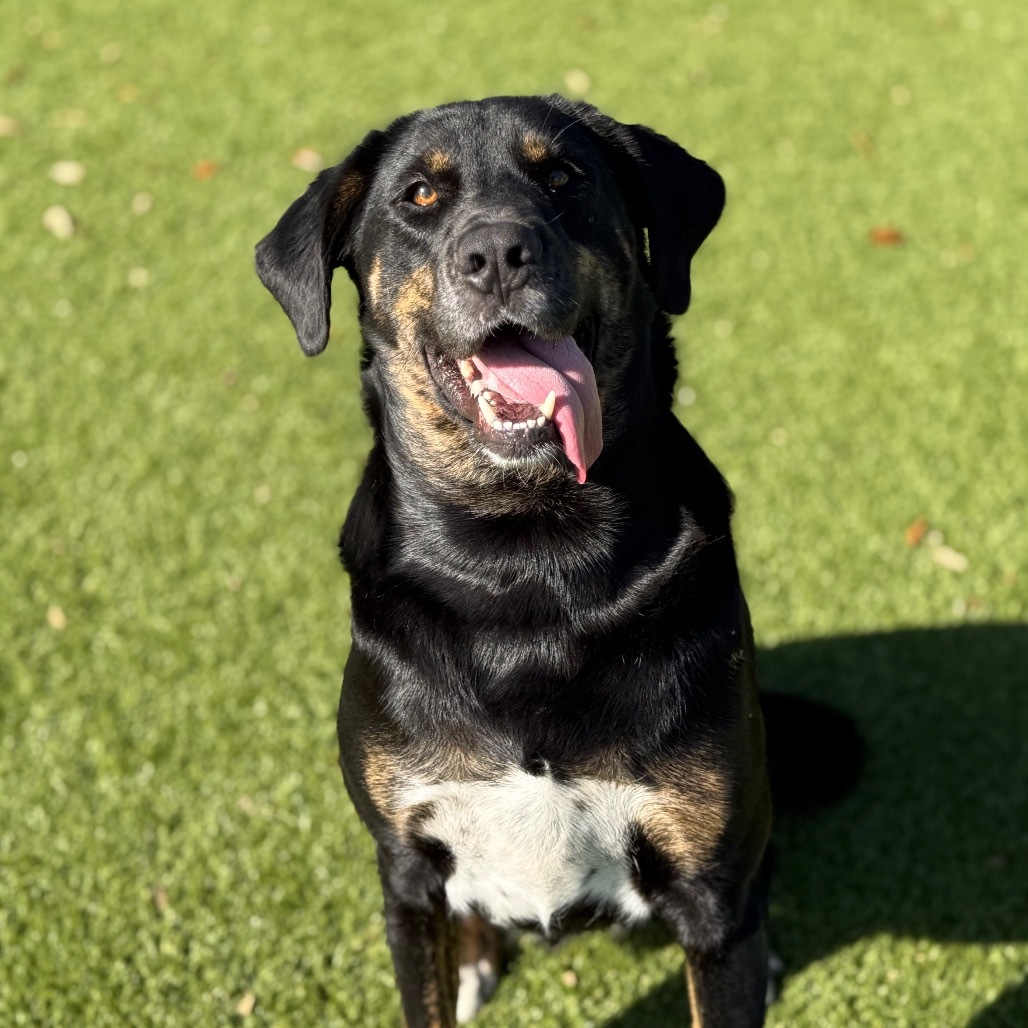 Tumbes, an adoptable Collie, Hound in LOXAHATCHEE, FL, 33470 | Photo Image 1