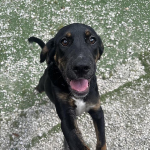 Tumbes, an adoptable Collie, Hound in LOXAHATCHEE, FL, 33470 | Photo Image 3