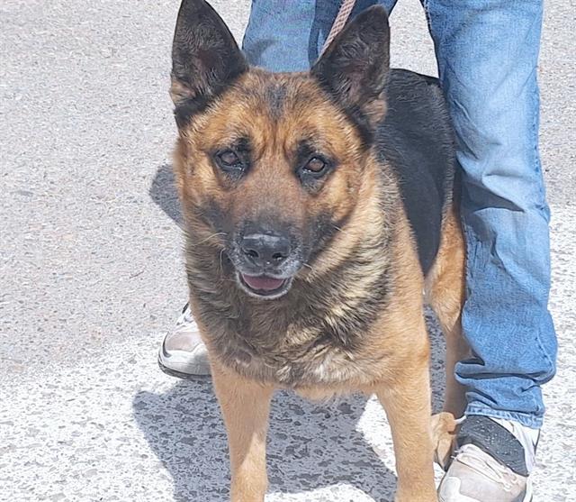 JELLO, an adoptable German Shepherd Dog, Mixed Breed in Albuquerque, NM, 87121 | Photo Image 1