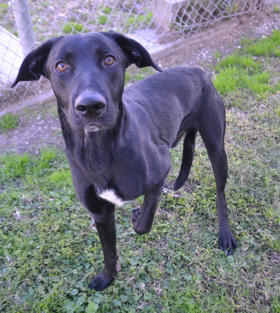 Dog for adoption Solomon a Labrador Retriever Mix in Beaumont