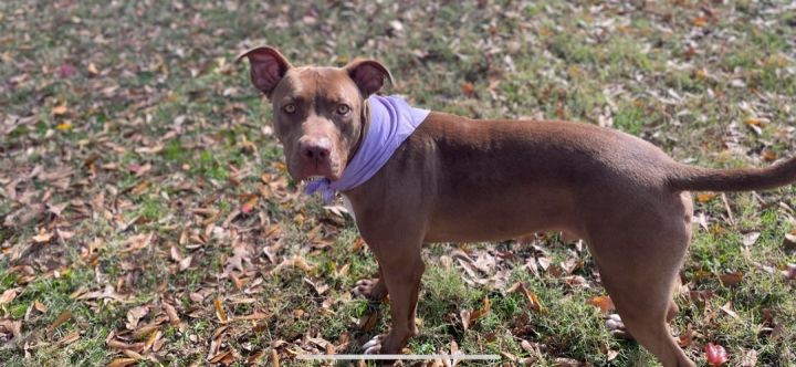 Dog for adoption LOJACK an American Staffordshire Terrier Mix