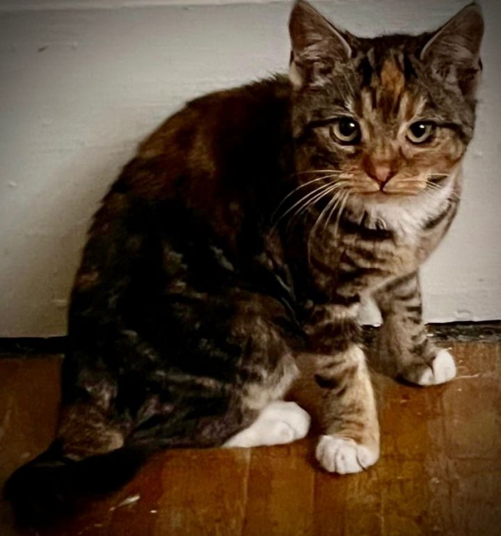 Cat for adoption Kylie, a Torbie in Buffalo, NY Petfinder