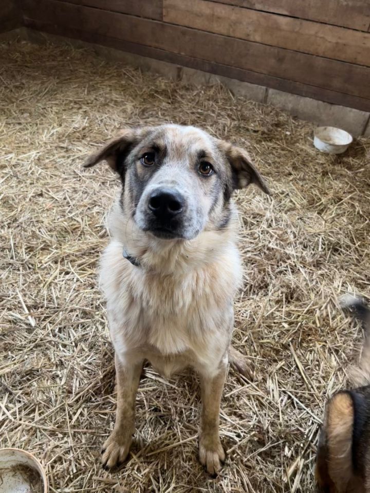 Blue heeler best sale great pyrenees