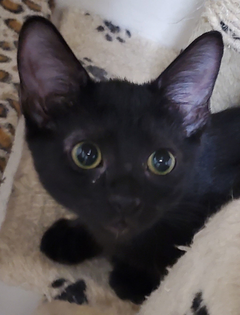Kahlua, an adoptable Domestic Short Hair in Glendale, AZ, 85305 | Photo Image 1