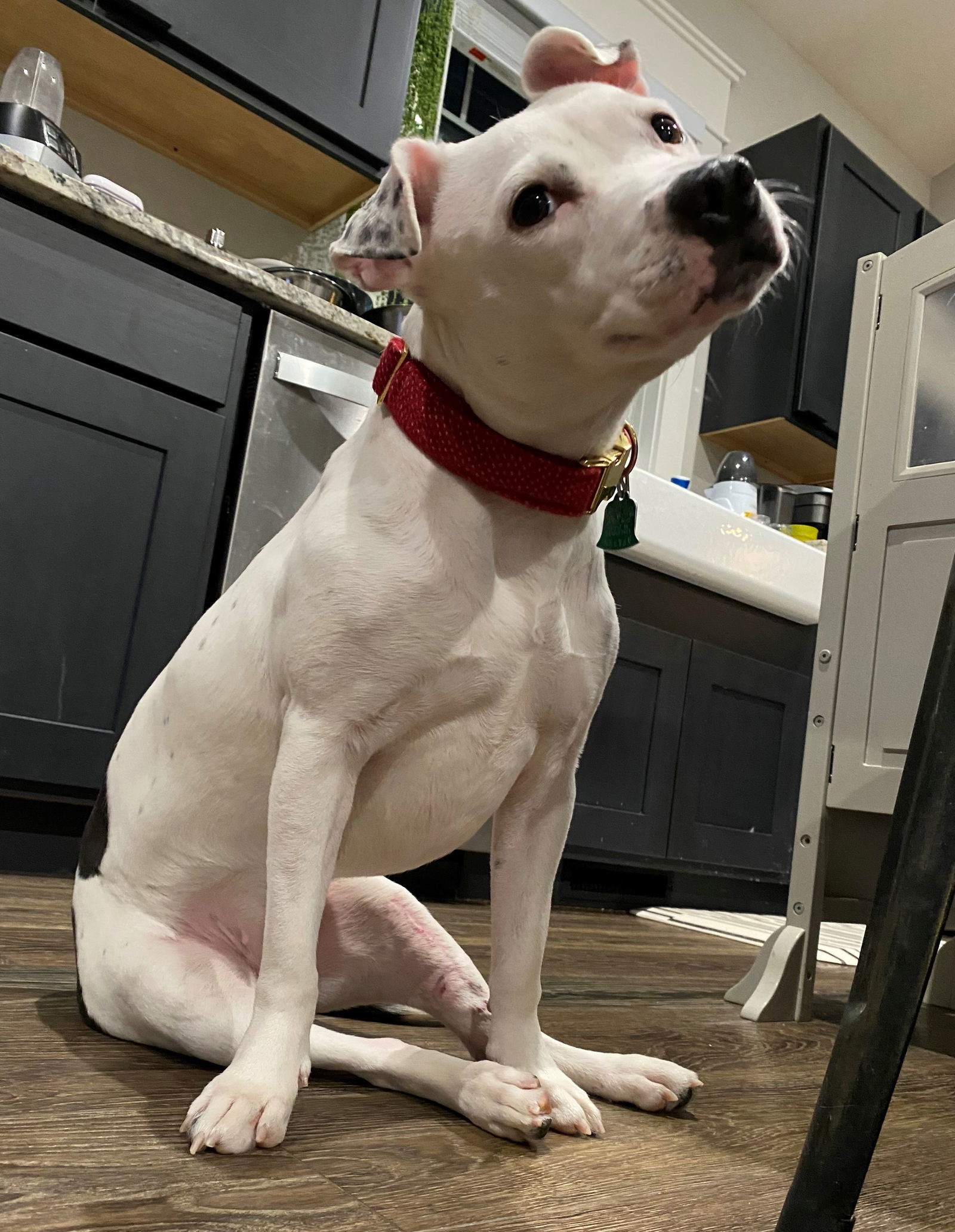 Nikita
