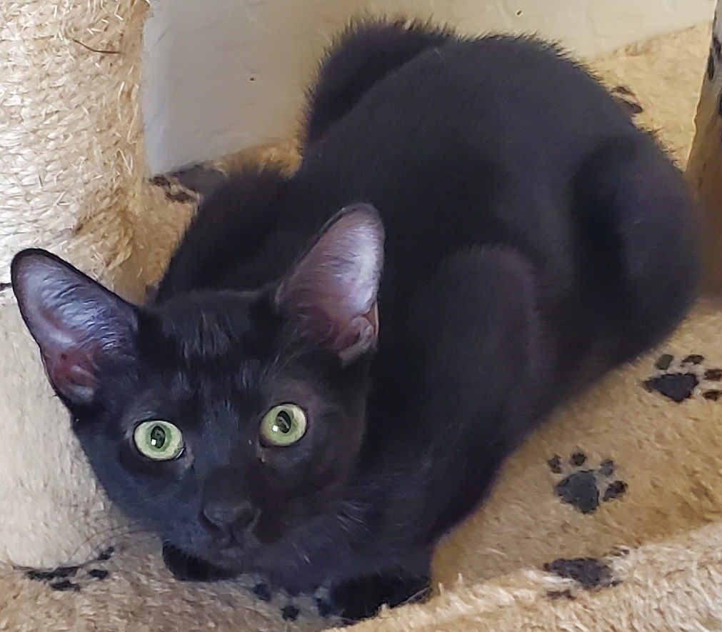 Midnight, an adoptable Domestic Short Hair in Glendale, AZ, 85305 | Photo Image 1