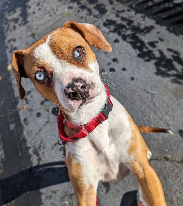 Eclipse - Amazing Beauty!!, an adoptable Beagle & Boxer Mix in Oakhurst, NJ_image-1