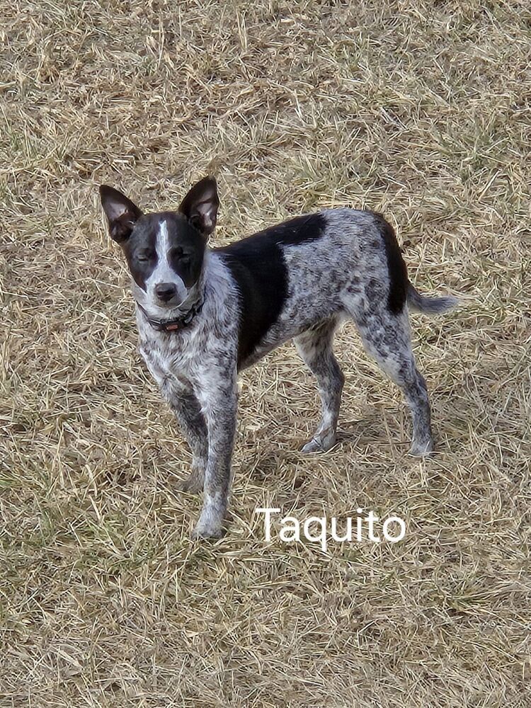Taquito- Fostered in Omaha