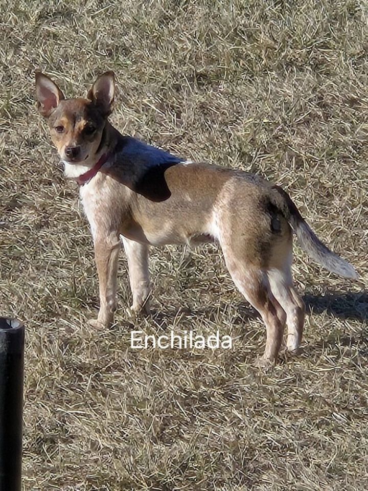 Enchilada - Fostered in Omaha 2