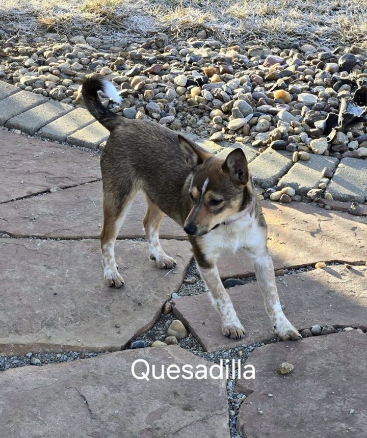 Quesadilla - Fostered in Omaha 2