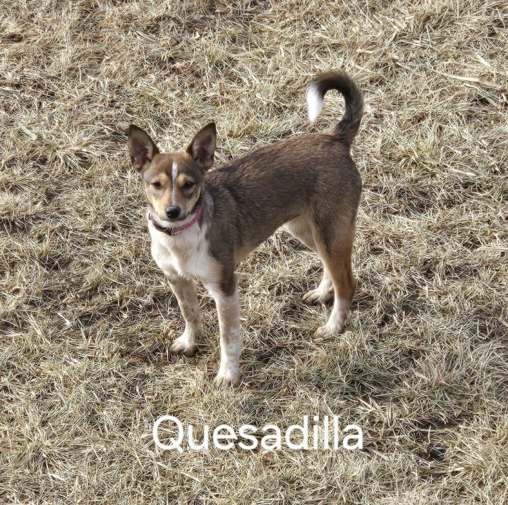 Quesadilla - Fostered in Omaha, an adoptable Rat Terrier in Shawnee Mission, KS_image-3