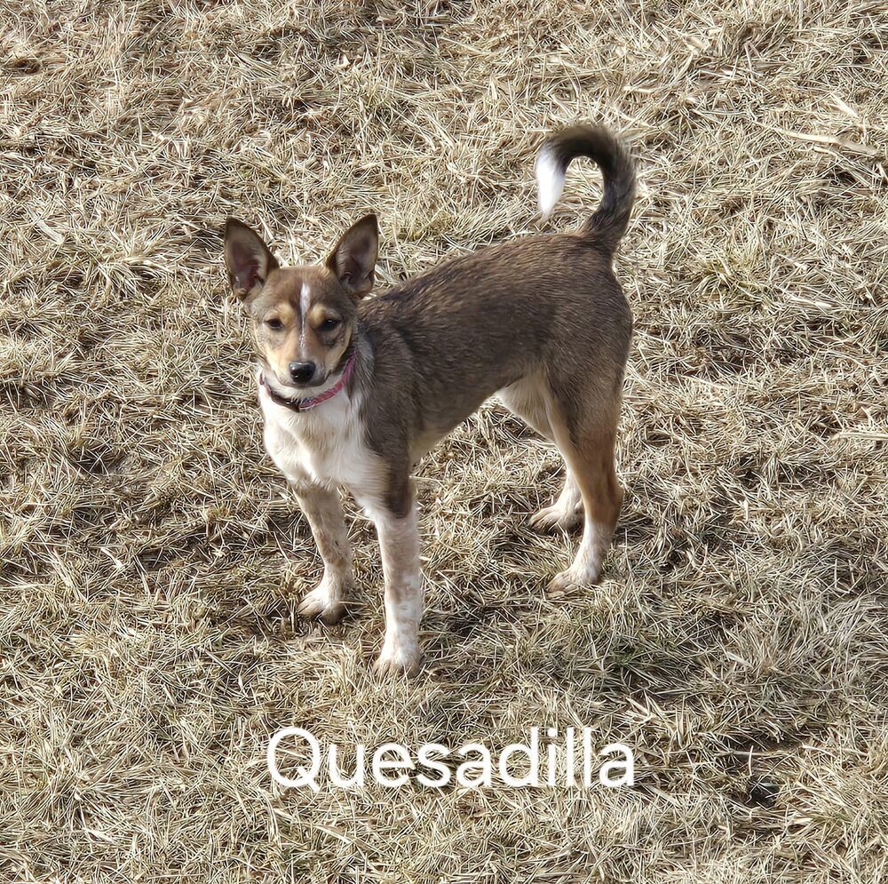 Quesadilla - Fostered in Omaha