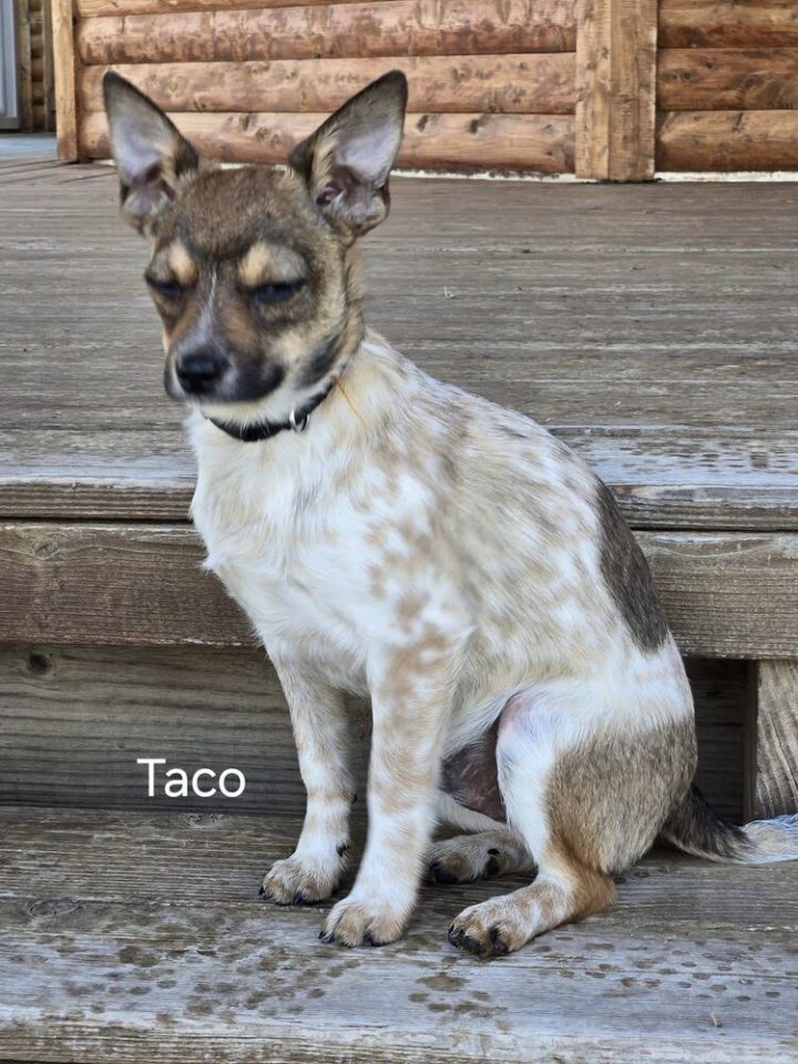 Taco - Fostered in Omaha, an adoptable Rat Terrier in Shawnee Mission, KS_image-1