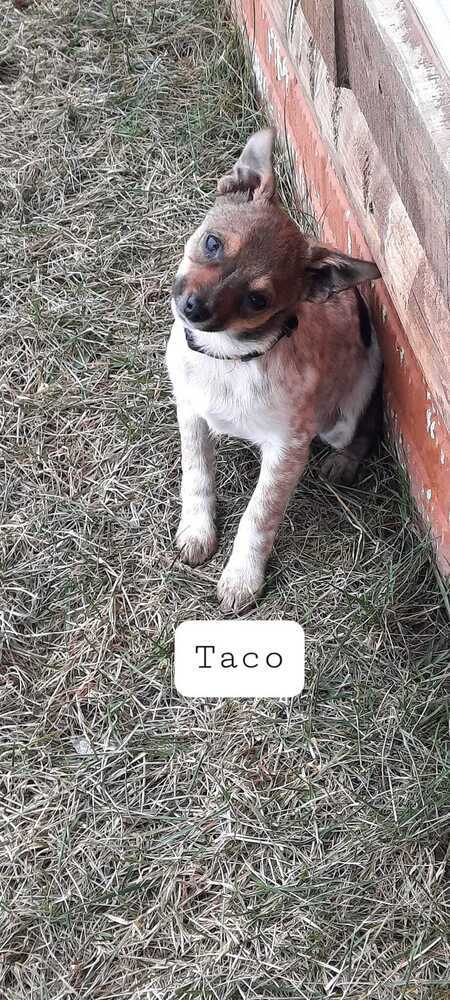 Taco - Fostered in Omaha 2