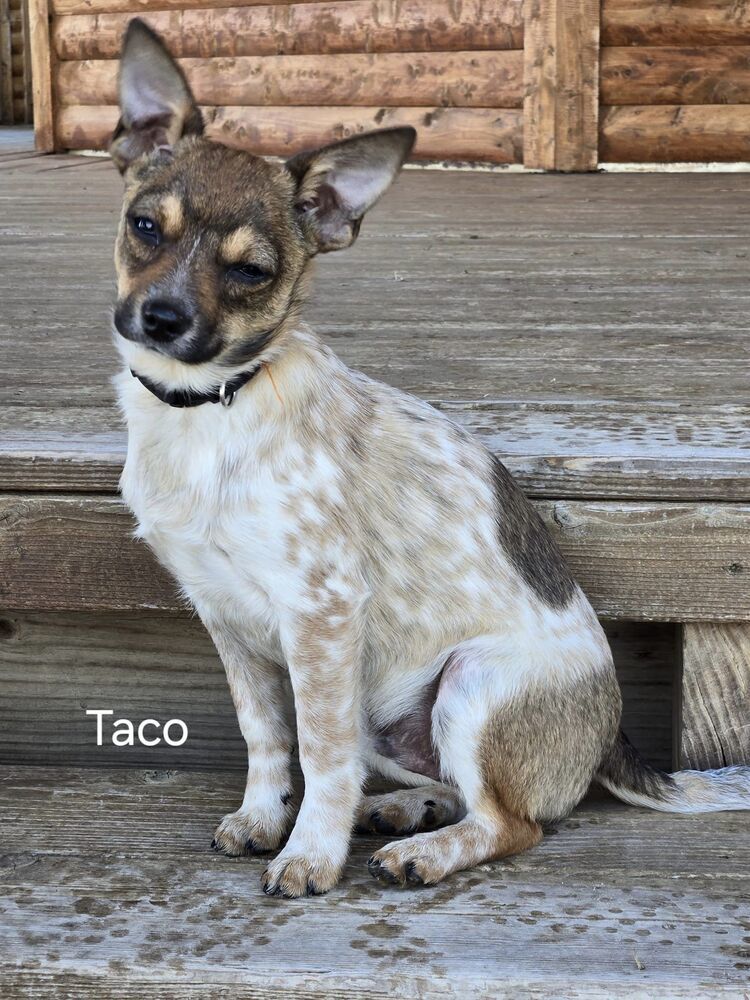 Taco - Fostered in Omaha