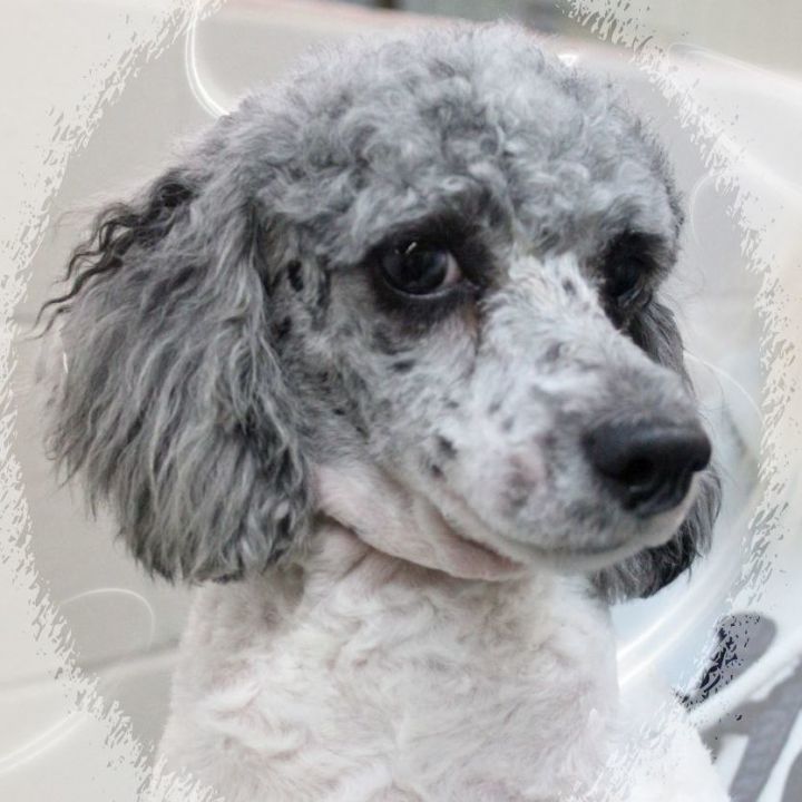 Clutch, an adoptable Poodle in Amelia, OH_image-1