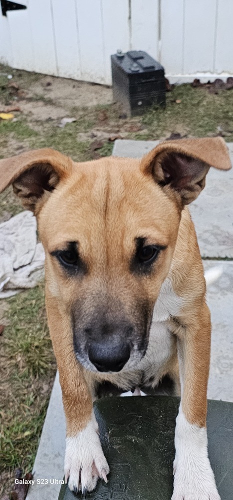 Tito, an adoptable Chihuahua Mix in Gretna, FL_image-2
