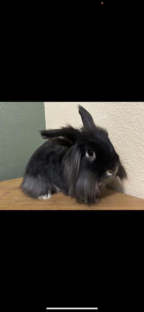 Puff Bonded with Cocoa, an adoptable Lionhead in Lacey, WA_image-1