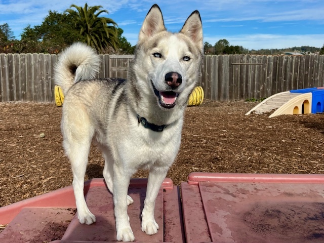 Dog for adoption CHASE a Siberian Husky in Santa Cruz CA