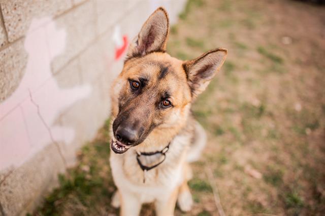 BOCA, an adoptable German Shepherd Dog in West Valley City, UT_image-1