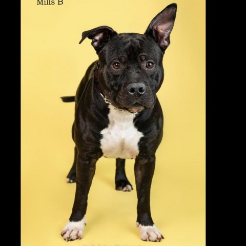 Mills B, an adoptable English Bulldog in Savannah, GA_image-4