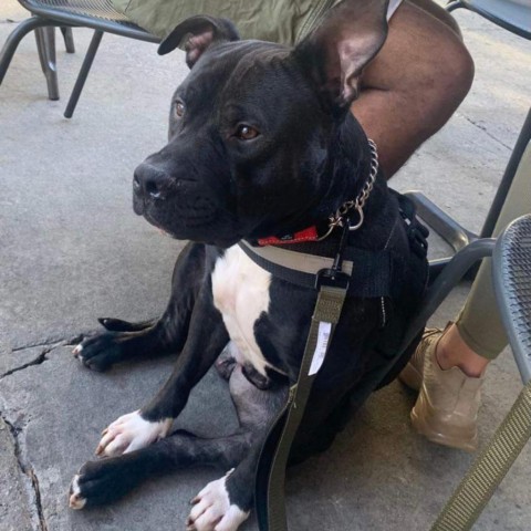 Mills B, an adoptable English Bulldog in Savannah, GA_image-5
