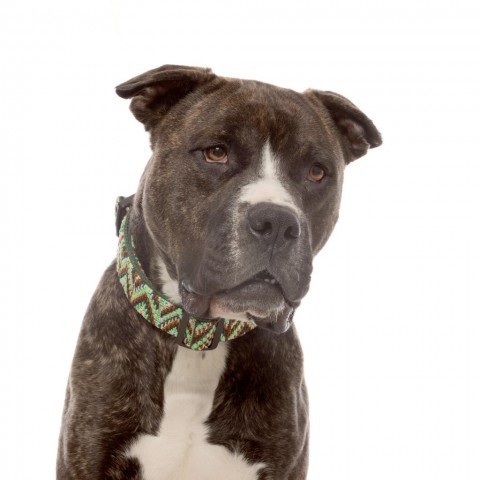 Winston, an adoptable American Staffordshire Terrier Mix in Kanab, UT_image-2