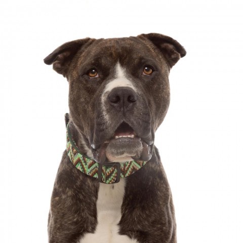 Winston, an adoptable American Staffordshire Terrier Mix in Kanab, UT_image-5