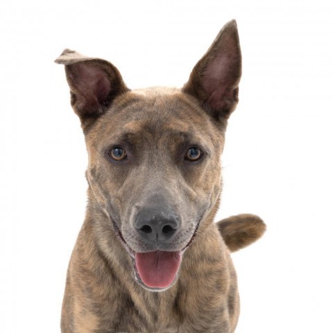 Shelby, an adoptable Labrador Retriever Mix in Kanab, UT_image-4