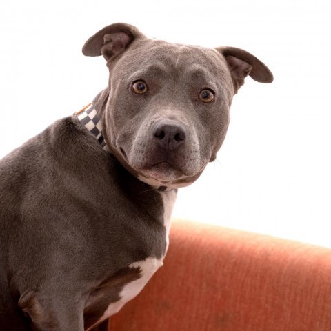Lassie, an adoptable American Staffordshire Terrier Mix in Kanab, UT_image-2