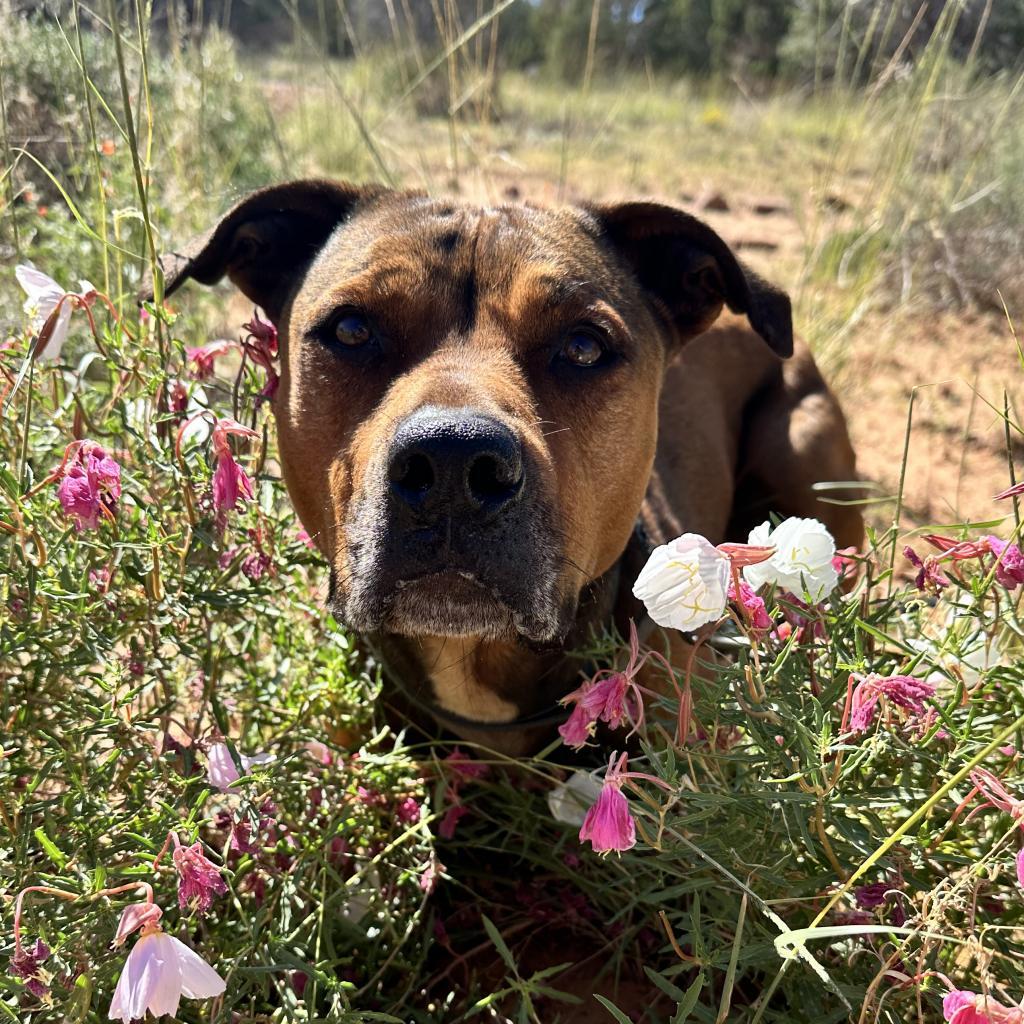 Ember, an adoptable American Staffordshire Terrier, Shepherd in Kanab, UT, 84741 | Photo Image 1