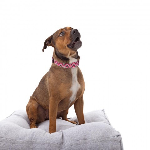 Ember, an adoptable American Staffordshire Terrier & Shepherd Mix in Kanab, UT_image-2