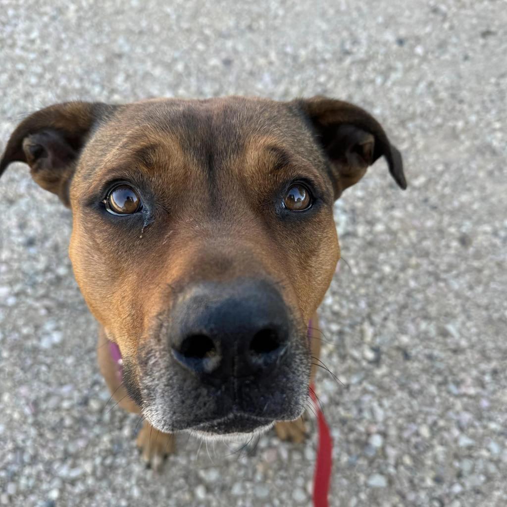 Ember, an adoptable American Staffordshire Terrier, Shepherd in Kanab, UT, 84741 | Photo Image 2