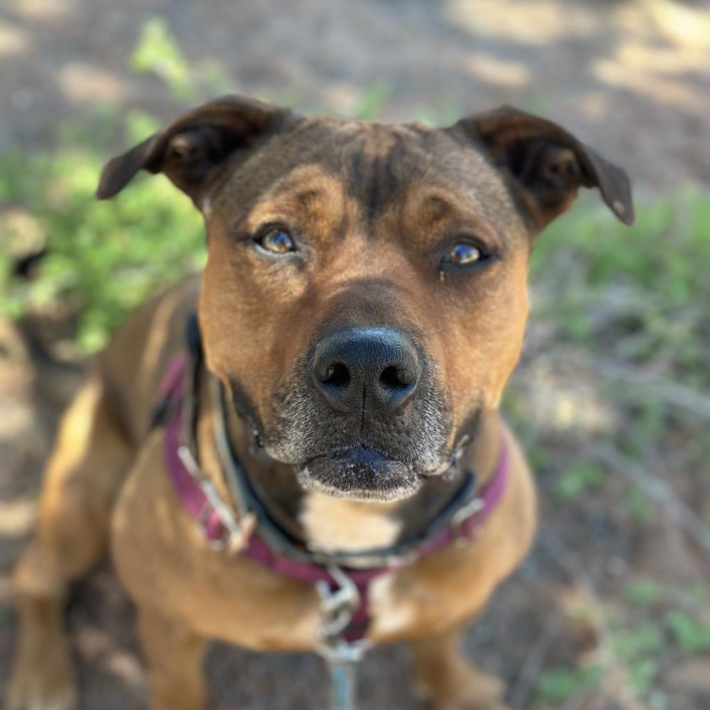 Ember, an adoptable American Staffordshire Terrier, Shepherd in Kanab, UT, 84741 | Photo Image 3