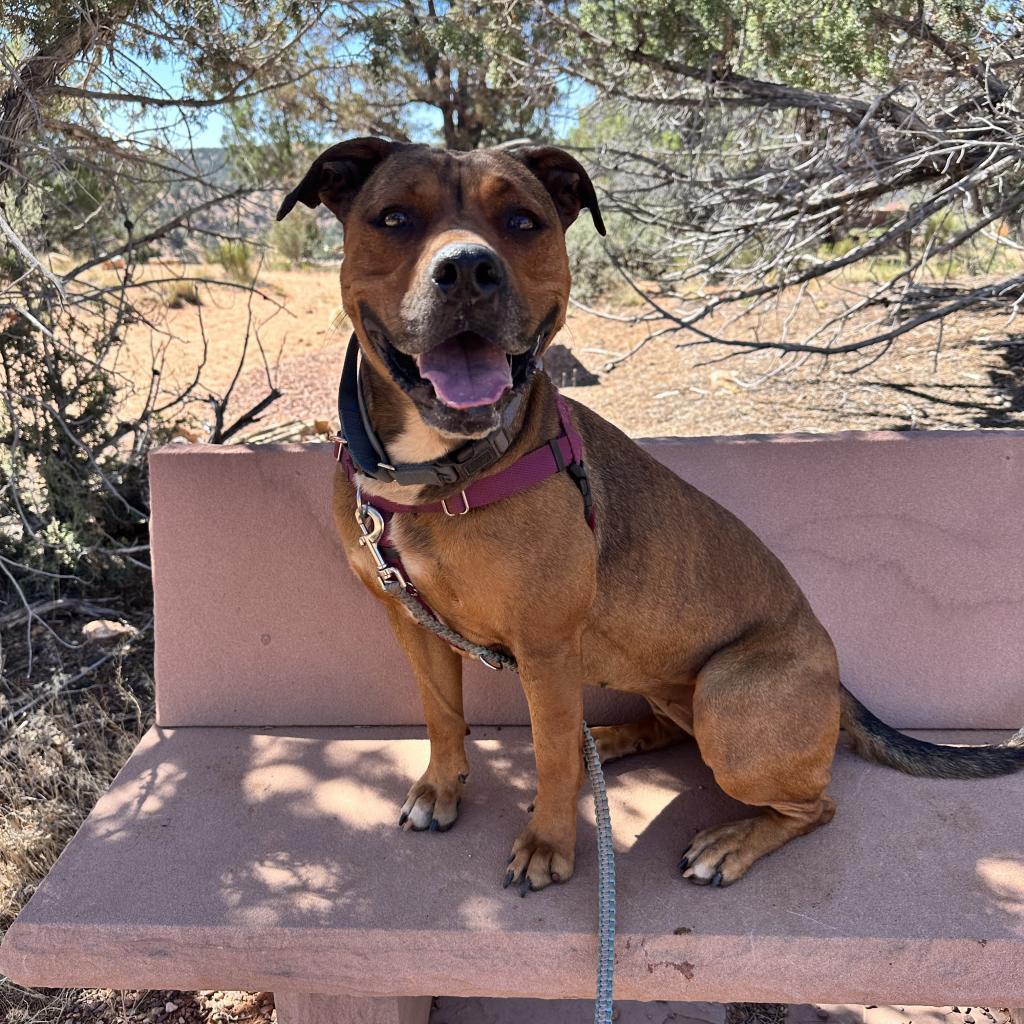 Ember, an adoptable American Staffordshire Terrier, Shepherd in Kanab, UT, 84741 | Photo Image 4