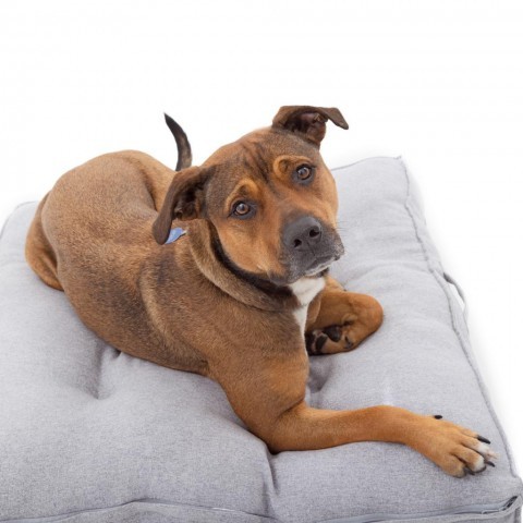 Ember, an adoptable American Staffordshire Terrier & Shepherd Mix in Kanab, UT_image-5