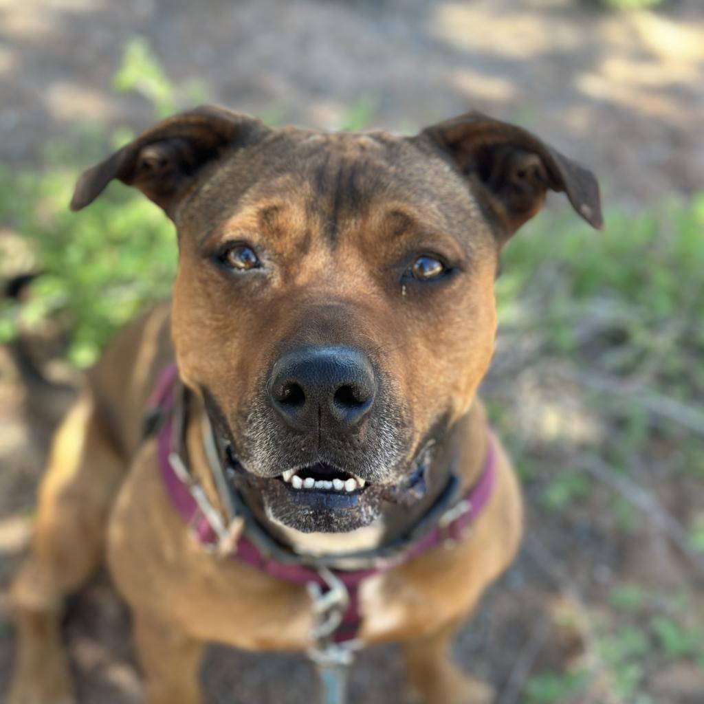 Ember, an adoptable American Staffordshire Terrier, Shepherd in Kanab, UT, 84741 | Photo Image 5