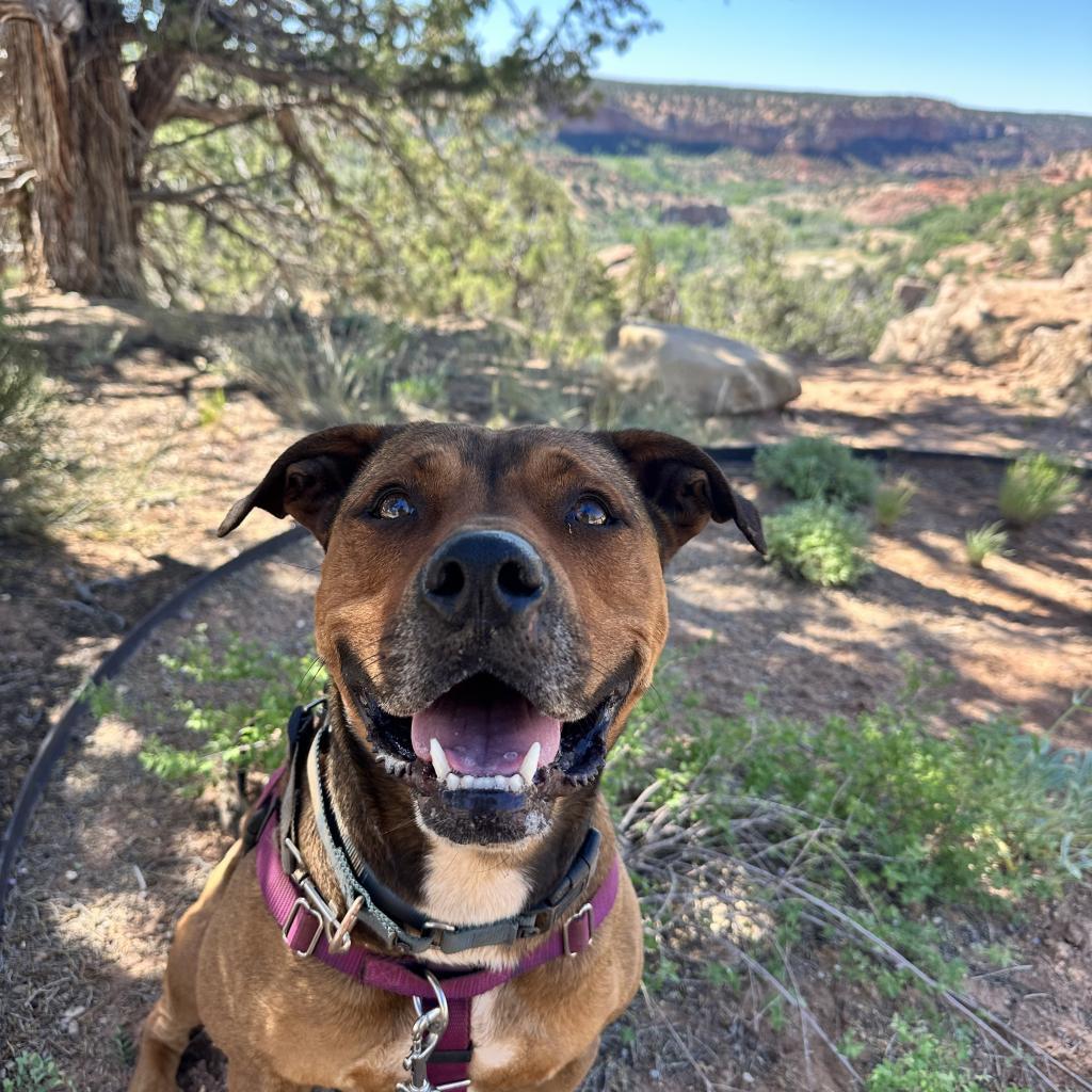 Ember, an adoptable American Staffordshire Terrier, Shepherd in Kanab, UT, 84741 | Photo Image 6